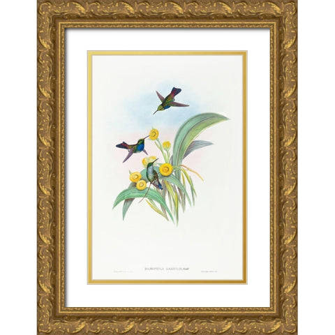 Damophila amabilis-Blue-breasted Hummingbird Gold Ornate Wood Framed Art Print with Double Matting by Gould, John