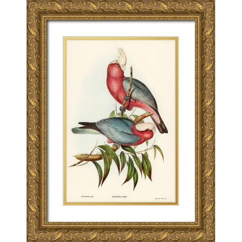 Cacatua Eos-Rose-breasted Cockatoo Gold Ornate Wood Framed Art Print with Double Matting by Gould, John