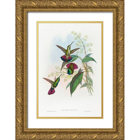 Lampornis prevosti Gold Ornate Wood Framed Art Print with Double Matting by Gould, John