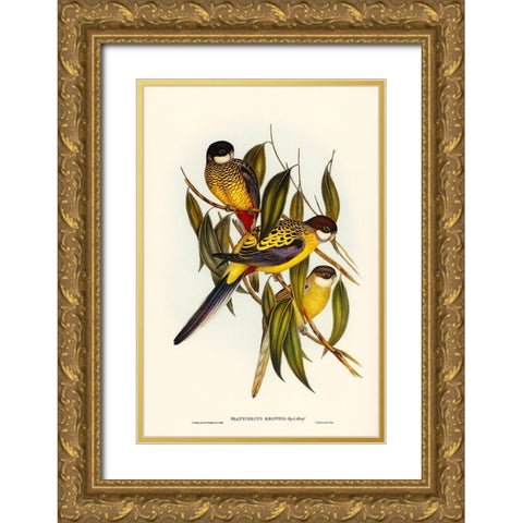 Browns Parakeet-Platycercus Brownii Gold Ornate Wood Framed Art Print with Double Matting by Gould, John