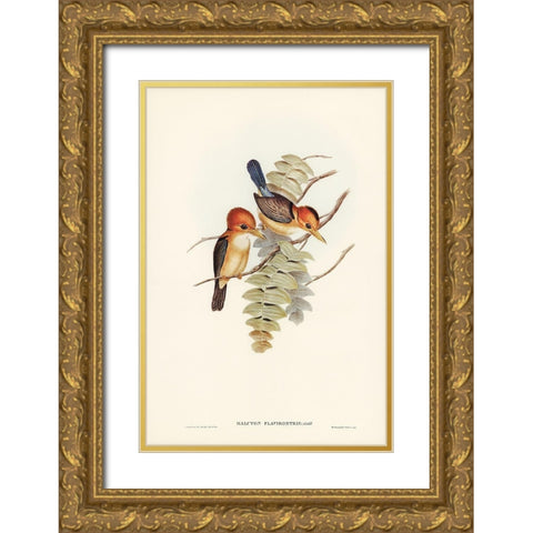Yellow-billed Kingfisher-Halcyon flavirostris Gold Ornate Wood Framed Art Print with Double Matting by Gould, John