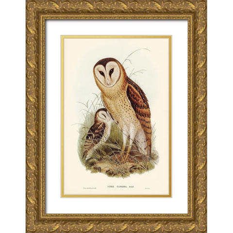 Grass-Owl-Strix candida Gold Ornate Wood Framed Art Print with Double Matting by Gould, John