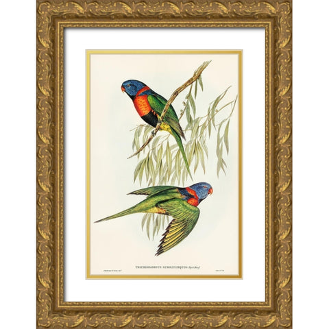 Red-collared Lorikeet-Trichoglossus rubritorquis Gold Ornate Wood Framed Art Print with Double Matting by Gould, John