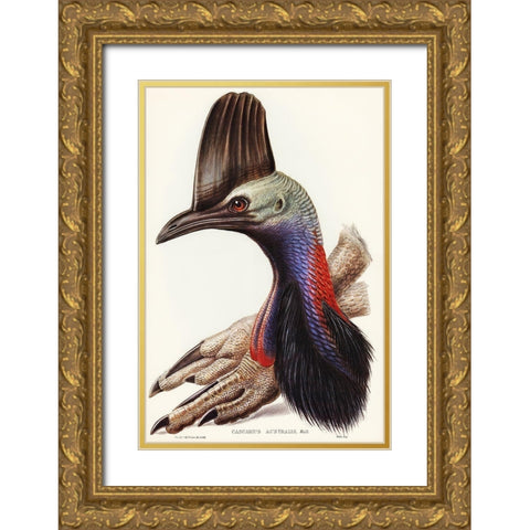 Australian Cassowary-Casuarius australis Gold Ornate Wood Framed Art Print with Double Matting by Gould, John
