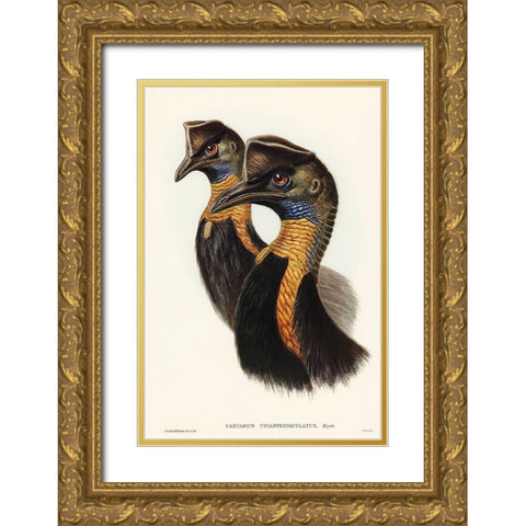 One-carunculated Cassowary-Casuarius uniappendiculatus Gold Ornate Wood Framed Art Print with Double Matting by Gould, John