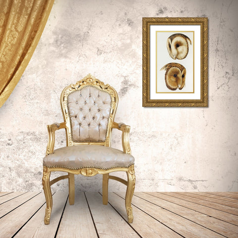 Masked barn owl and Tasmanian masked owl Gold Ornate Wood Framed Art Print with Double Matting by Gould, John