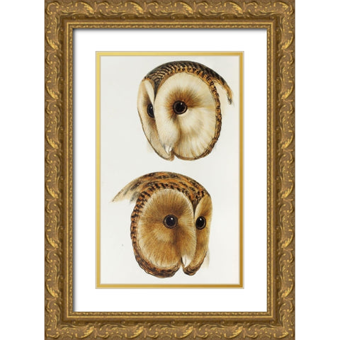 Masked barn owl and Tasmanian masked owl Gold Ornate Wood Framed Art Print with Double Matting by Gould, John