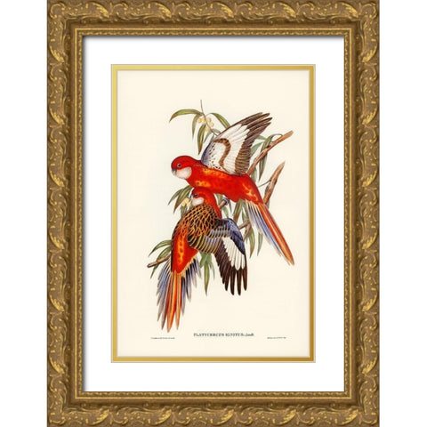 Fiery Parakeet-Platycercus ignitus Gold Ornate Wood Framed Art Print with Double Matting by Gould, John