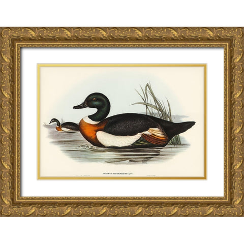 Chesnut-Coloured Shieldrake-Casarca Tadornoides Gold Ornate Wood Framed Art Print with Double Matting by Gould, John