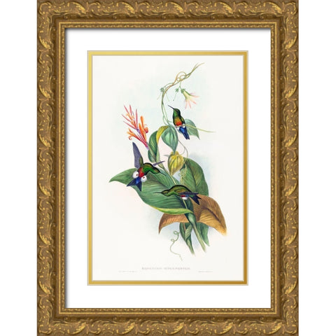 Eriocnemis cupreiventris-Coppery-vented Puff-Leg Gold Ornate Wood Framed Art Print with Double Matting by Gould, John