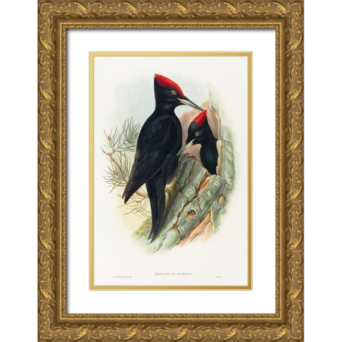 Great Black Woodpecker-Dryocopus martius Gold Ornate Wood Framed Art Print with Double Matting by Gould, John