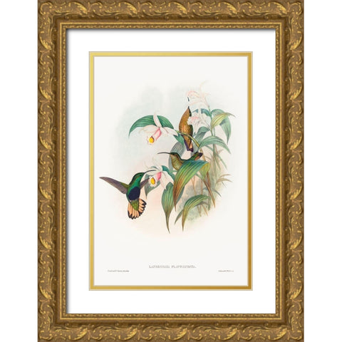 Lafresnaya flavicaudata-Buff-tailed Velvet-breast Gold Ornate Wood Framed Art Print with Double Matting by Gould, John