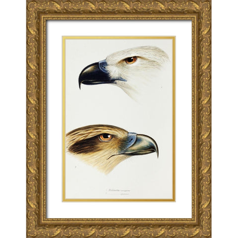 White-bellied sea eagle and Whistling kite Gold Ornate Wood Framed Art Print with Double Matting by Gould, John