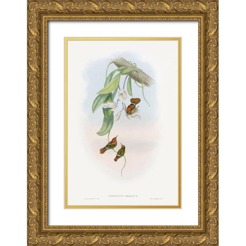 The family of hummingbirdsÂ  Gold Ornate Wood Framed Art Print with Double Matting by Gould, John