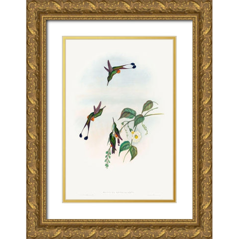 Spathura rufocaligata-Red-booted Racket-Tail Gold Ornate Wood Framed Art Print with Double Matting by Gould, John