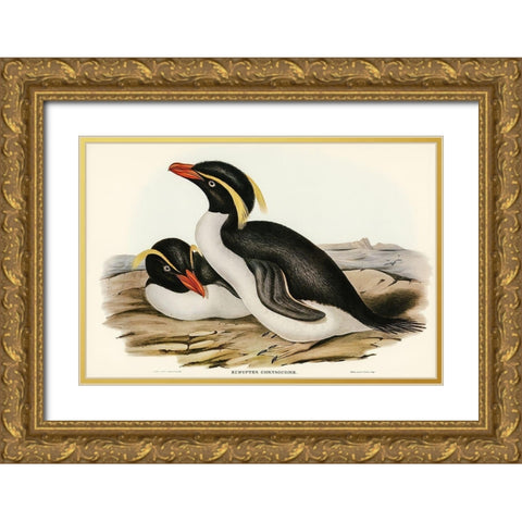 Crested Penguin-Eudyptes chrysocome Gold Ornate Wood Framed Art Print with Double Matting by Gould, John