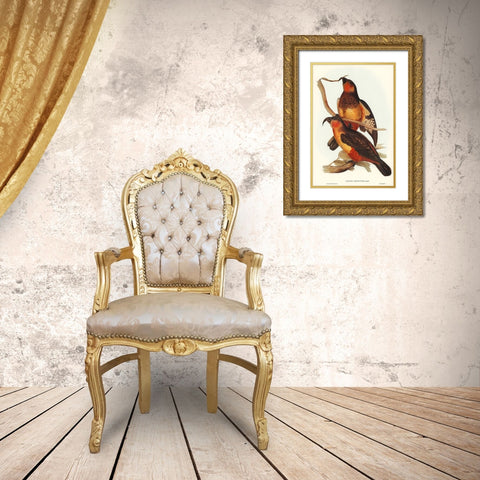 Philip Island Parrot-Nestor productus Gold Ornate Wood Framed Art Print with Double Matting by Gould, John