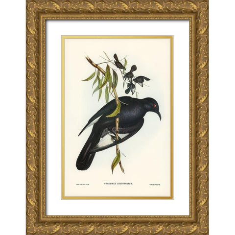 White-winged Chough-Corcorax leucopterus Gold Ornate Wood Framed Art Print with Double Matting by Gould, John