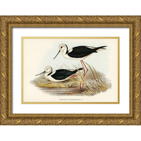 White-headed Stilt-Himantopus leucocephalus Gold Ornate Wood Framed Art Print with Double Matting by Gould, John