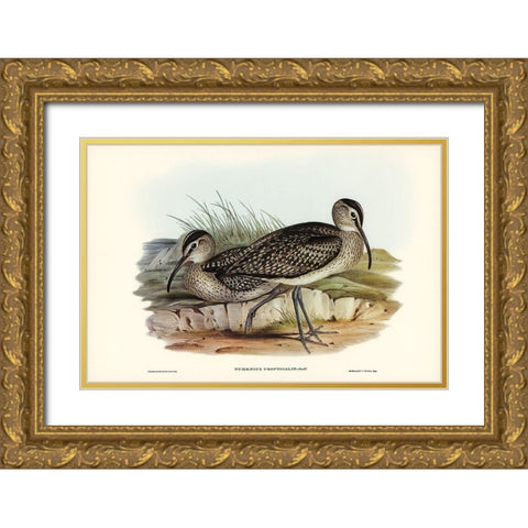 Australian Whimbrel-Numenius uropygialis Gold Ornate Wood Framed Art Print with Double Matting by Gould, John