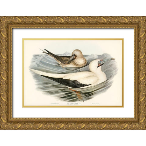 Red-legged Gannet-Sula piscator Gold Ornate Wood Framed Art Print with Double Matting by Gould, John