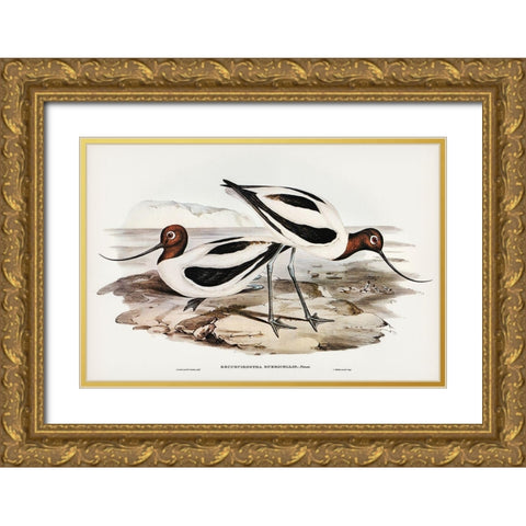 Red-necked Avocet-Recurvirostris rubricollis Gold Ornate Wood Framed Art Print with Double Matting by Gould, John
