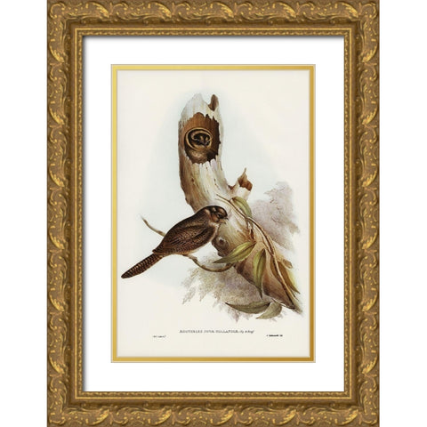 Owlet Nightjar-Aegotheles nova-hollandie Gold Ornate Wood Framed Art Print with Double Matting by Gould, John