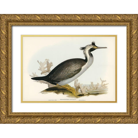 Spotted Cormorant-Phalacrocorax punctatus Gold Ornate Wood Framed Art Print with Double Matting by Gould, John