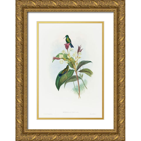 Eucephala caerulea-Blue-chinned Sapphire Gold Ornate Wood Framed Art Print with Double Matting by Gould, John