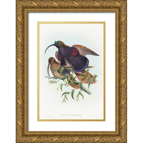 Drepanornis albertisi-Black-billed Sicklebill Bird of Paradise Gold Ornate Wood Framed Art Print with Double Matting by Gould, John