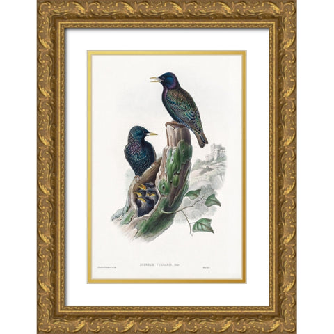 The birds of Great Britain-Sturnur Vulgaris Gold Ornate Wood Framed Art Print with Double Matting by Gould, John