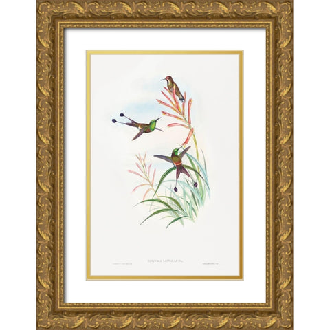 Discura longicauda-Racket-Tail Gold Ornate Wood Framed Art Print with Double Matting by Gould, John