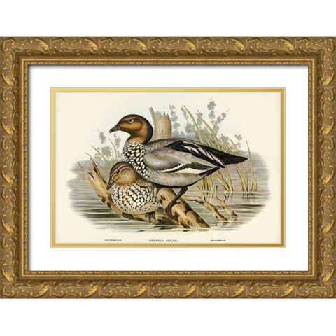 Maned Goose-Bernicla jubata Gold Ornate Wood Framed Art Print with Double Matting by Gould, John