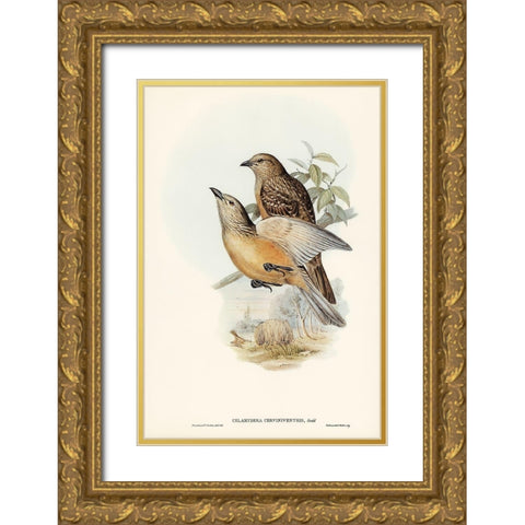 Fawn-breasted Bower-bird-Chlamydera cerviniventris Gold Ornate Wood Framed Art Print with Double Matting by Gould, John