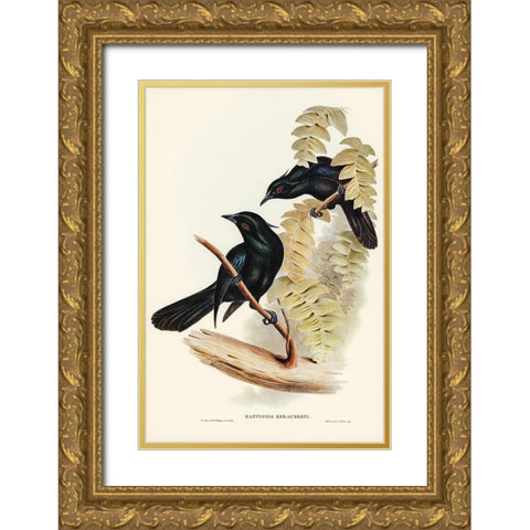 Keraudrens Crow-Shrike-Manucodia Keraudreni Gold Ornate Wood Framed Art Print with Double Matting by Gould, John