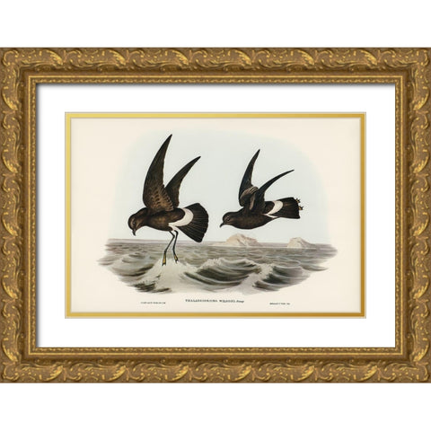 Wilsons Storm Petrel-Thalassidroma Wilsonii Gold Ornate Wood Framed Art Print with Double Matting by Gould, John