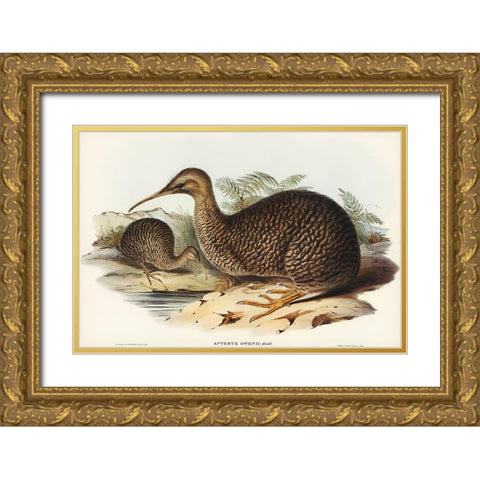 Little spotted kiwi or Little gray kiwi-Apteryx Owenii Gold Ornate Wood Framed Art Print with Double Matting by Gould, John