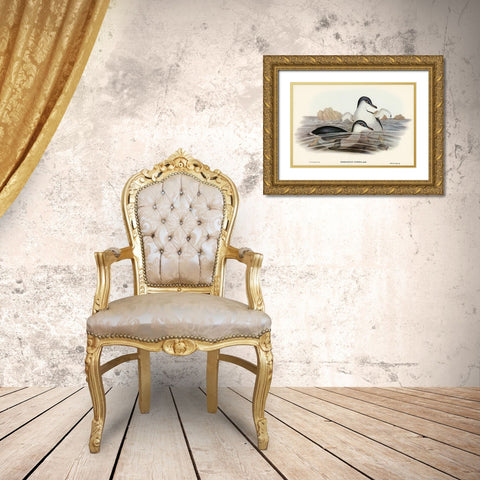 Fairy Penguin-Spheniscus undina Gold Ornate Wood Framed Art Print with Double Matting by Gould, John