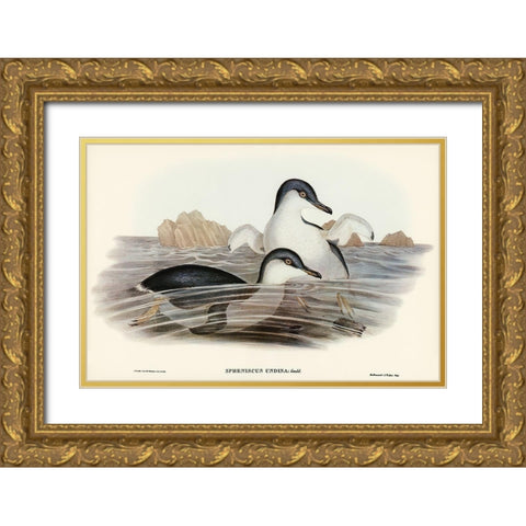 Fairy Penguin-Spheniscus undina Gold Ornate Wood Framed Art Print with Double Matting by Gould, John