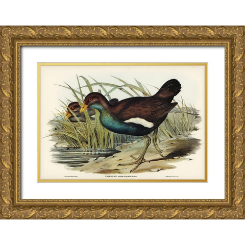 Tasmanian nativehen Mortiers Tribonyx-Tribonyx Mortieri Gold Ornate Wood Framed Art Print with Double Matting by Gould, John