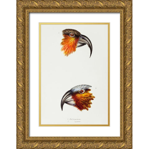Norfolk kaka-Nestor productus and Kaka parrot-Nestor Hypopolius Gold Ornate Wood Framed Art Print with Double Matting by Gould, John