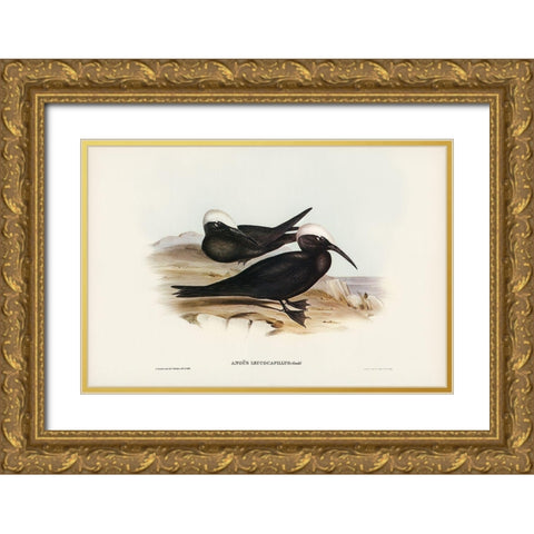 White-capped Tern-Anous leucocapillus Gold Ornate Wood Framed Art Print with Double Matting by Gould, John