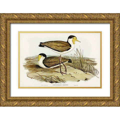 Wattle Pewit-Lobivanellus lobatus Gold Ornate Wood Framed Art Print with Double Matting by Gould, John