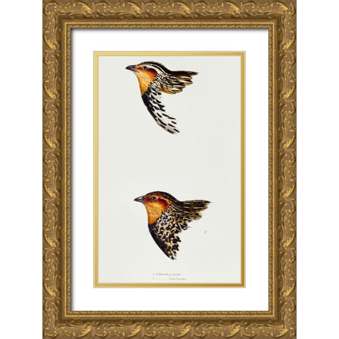 Stubble Quail and New Zealand quail Gold Ornate Wood Framed Art Print with Double Matting by Gould, John