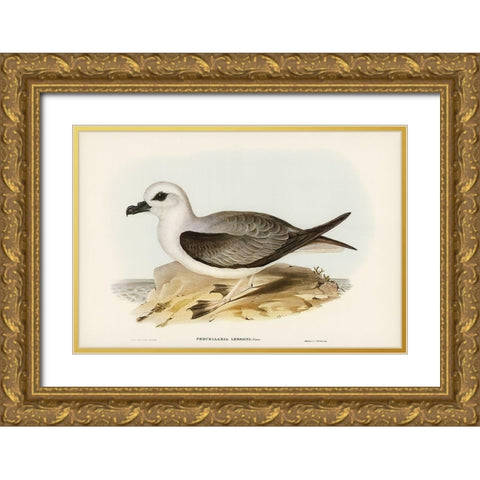 White-headed Petrel-Procellaria Lessonii Gold Ornate Wood Framed Art Print with Double Matting by Gould, John