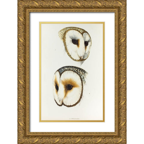 Delicate Owl-Strix delicatulus and Ring-eyed Owl-Strix cyclops Gold Ornate Wood Framed Art Print with Double Matting by Gould, John