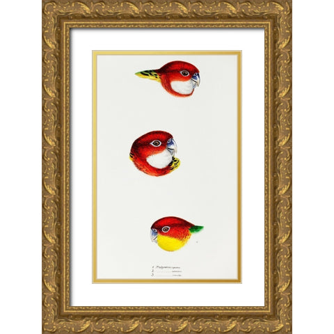 Fiery Parrakeet-Eastern rosella and Western rosella Gold Ornate Wood Framed Art Print with Double Matting by Gould, John