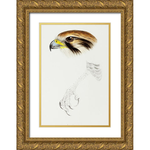Brown hawk-Leracidia berigora Gold Ornate Wood Framed Art Print with Double Matting by Gould, John