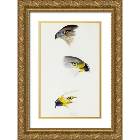 Australlan Goshawk and Grey Goshawk Gold Ornate Wood Framed Art Print with Double Matting by Gould, John