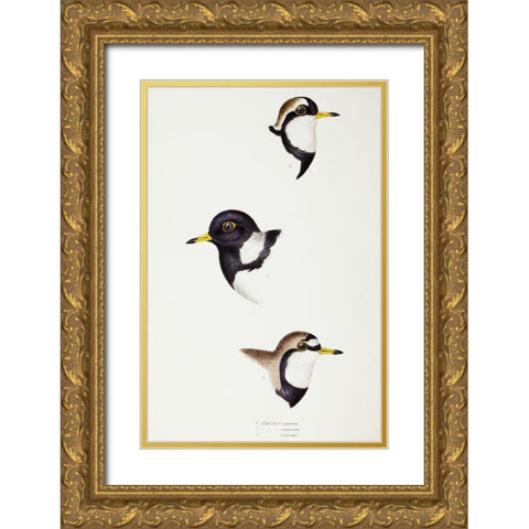Black-fronted dotterel-Lesser sand-plover and Double-banded plover Gold Ornate Wood Framed Art Print with Double Matting by Gould, John